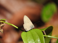 Nacaduba subperusia