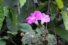 Ipomoea mairetii