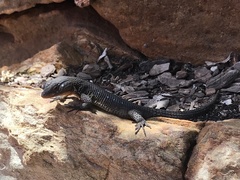 Ninurta coeruleopunctatus
