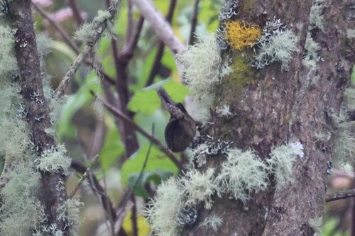 Rufous-browed Wren (Troglodytes rufociliatus), photo 9