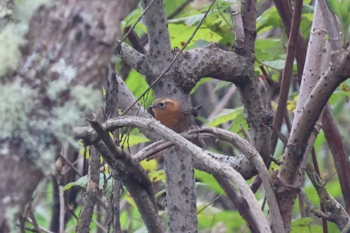 Rufous-browed Wren (Troglodytes rufociliatus), photo 8