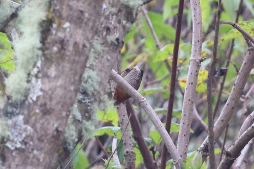 Rufous-browed Wren (Troglodytes rufociliatus), photo 5