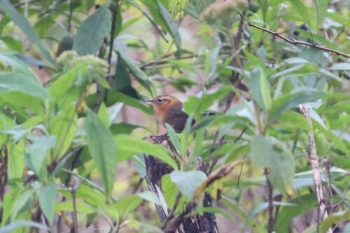 Rufous-browed Wren (Troglodytes rufociliatus), photo 10