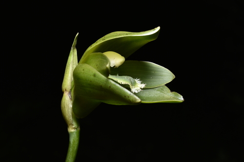 Ida locusta, photograph 1