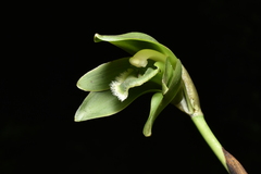 Ida locusta, photograph Jhon A. Yuca-Palomino, CC BY, iNaturalist via GBIF