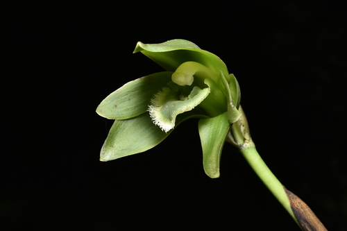 Ida locusta, photograph 4