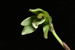 Ida locusta, photograph Jhon A. Yuca-Palomino, CC BY, iNaturalist via GBIF