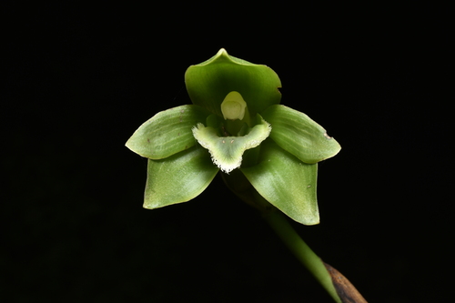 Ida locusta