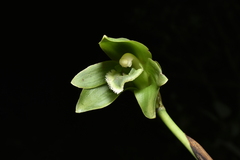 Ida locusta, photograph Jhon A. Yuca-Palomino, CC BY, iNaturalist via GBIF