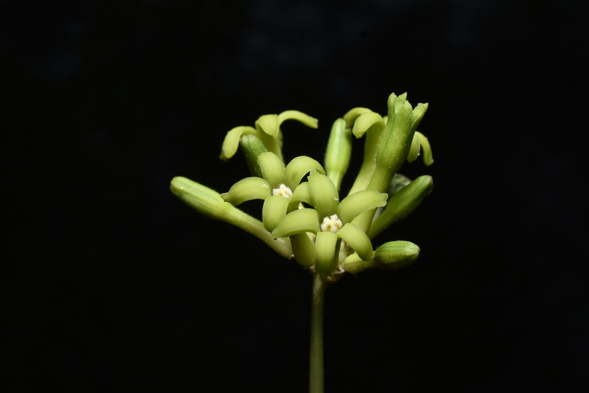 Carica augusti Harms