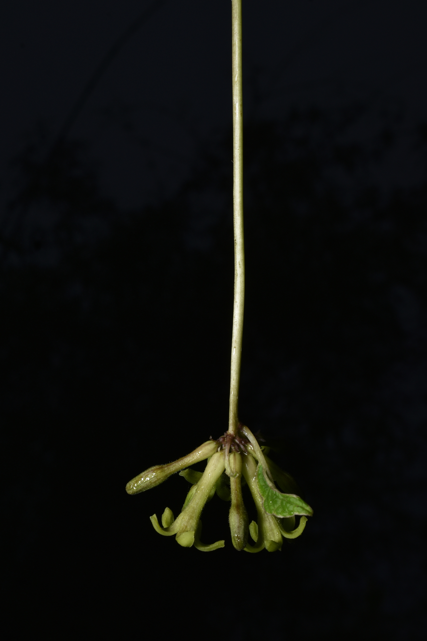 Carica augusti Harms 2
