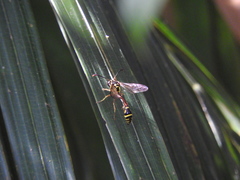 Eustenogaster micans