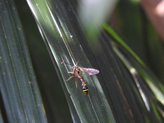 Eustenogaster micans