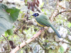 Cyanocorax yncas yncas