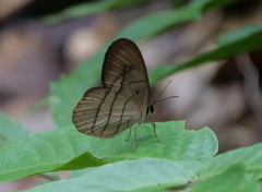 Pierella hortona
