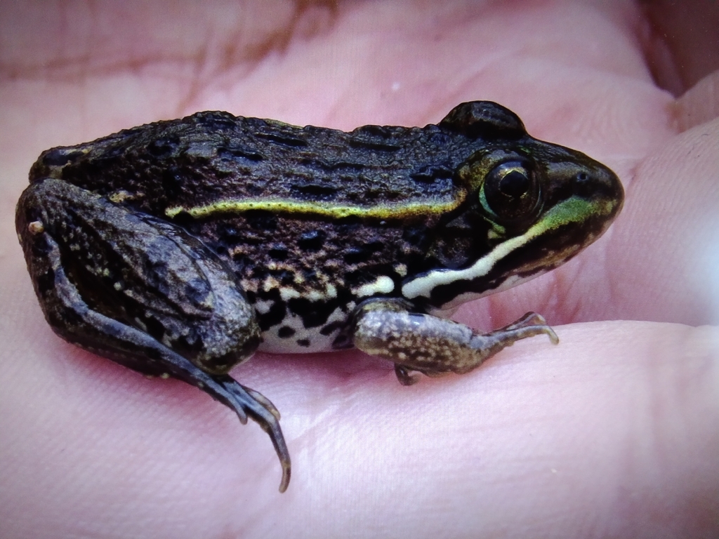 Lemos-Espinal's Leopard Frog