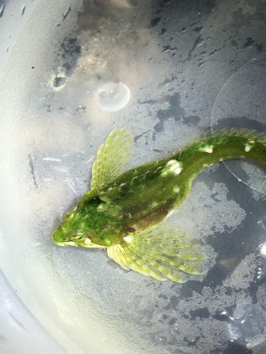 Sharpnose sculpin (Clinocottus acuticeps) — Cottidae — 4
