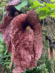 Aristolochia gigantea