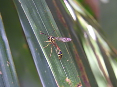 Eustenogaster micans