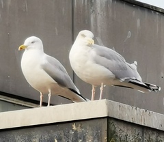 Larus argentatus