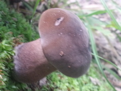 Tylopilus violatinctus