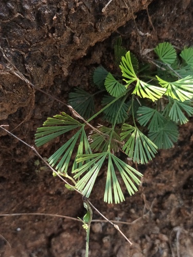 Fan-Leaved Fern (Actiniopteris radiata)