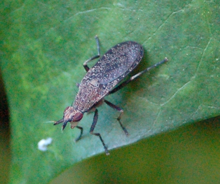 Euthycera cribrata