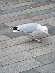 Larus argentatus