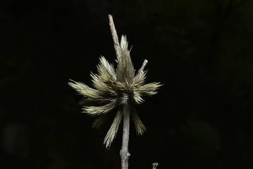 Tillandsia minutiflora, photograph 6