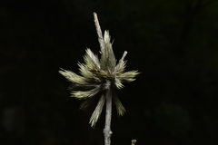 Tillandsia minutiflora, photograph (c) Jhon A. Yuca-Palomino, some rights reserved (CC BY)