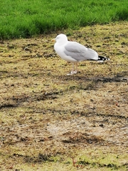 Larus argentatus