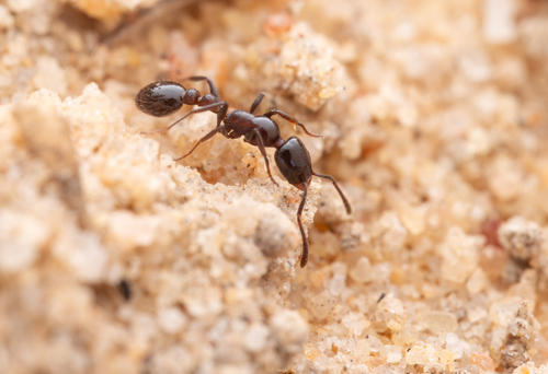 Nesomyrmex entabeniNesomyrmex entabeni