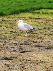 Larus argentatus