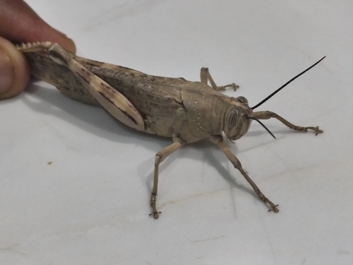 Sudan tree locust