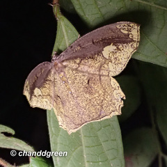 Pareumelea eugeniata