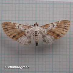 Eupithecia mundiscripta