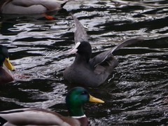 Fulica atra