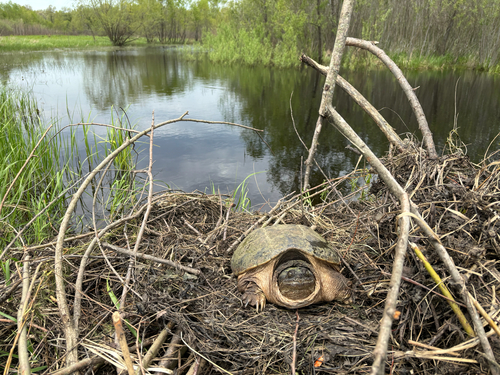 iNaturalist observation photo of Common Snapping Turtle