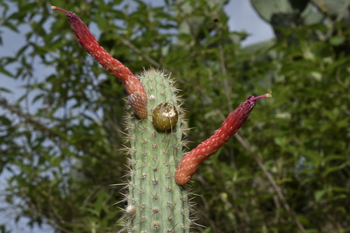 Cleistocactus pungens (Cleistocactus pungens)