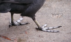 Fulica atra