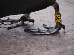 Fulica atra