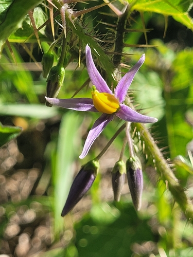 Solanum palinacanthum