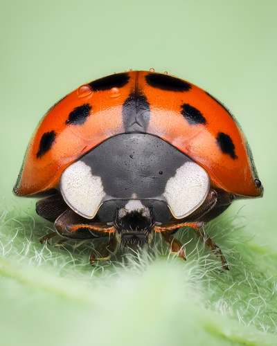 Asian Lady Beetle photographed in Maryland