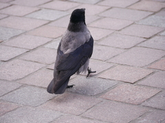 Corvus cornix