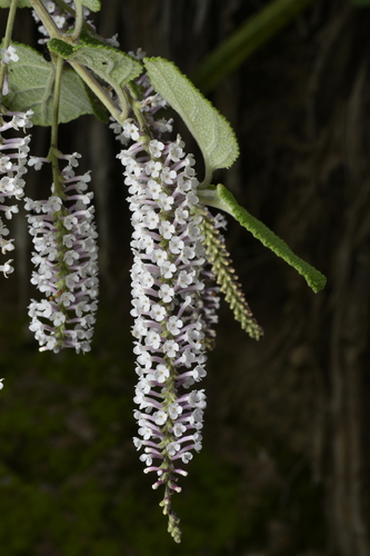 Aloysia scorodonioides