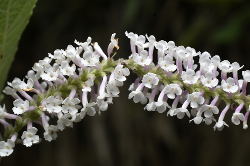 Aloysia scorodonioides, photograph 2