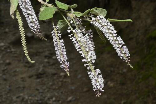 Aloysia scorodonioides, photograph 3