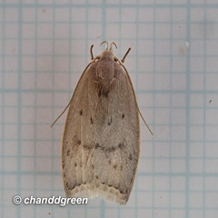 Scythropiodes