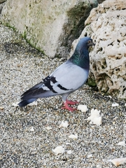 Columba livia domestica
