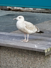 Larus argentatus